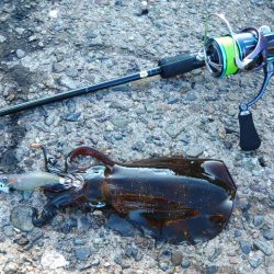 アオリイカ大きくなってきました！